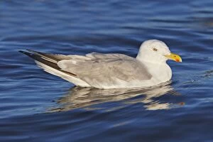 Images Dated 25th July 2008: HERRING GULL
