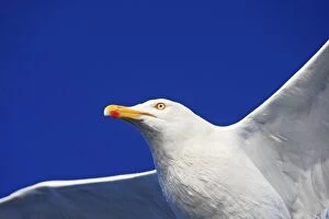 Images Dated 24th July 2008: HERRING GULL