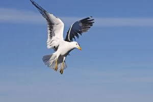 Images Dated 25th July 2008: HERRING GULL