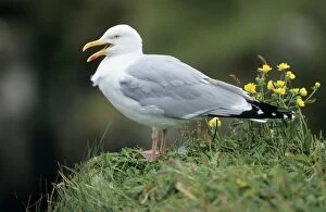 Herring GULL - Adult calling from cliff top