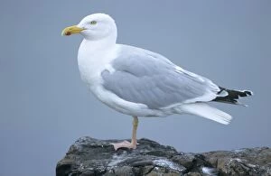 Images Dated 21st June 2005: Herring Gull - adult resting