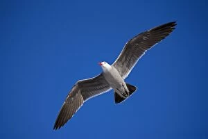 Herring Gull - Adult taking off at lake