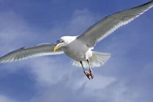 Images Dated 27th March 2009: Herring Gull - in air