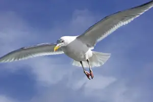 Texel Prints: Herring Gull - in air - Texel - island - Netherlands