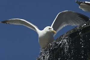 Images Dated 14th June 2005: Herring Gull - Bathing in the fountain near The Pavilion. Brighton, England