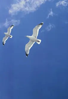 Soaring Prints: Herring Gull BS 292 Larus argentatus © Bryan L Sage / ardea. com