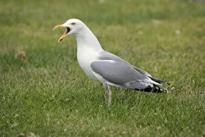 Images Dated 13th June 2008: Herring Gull - calling