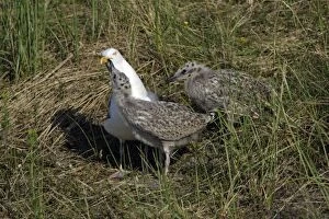 Herring Gull - chick begging to parent bird to be fed. Note pecking red blood spot