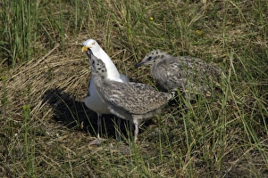 Herring Gull - chick begging to parent bird to be fed. Note pecking red blood spot Herring Gull - chick begging to parent bird to be fed. Note pecking red blood spot