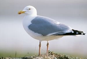 Herring GULL - close up of single gull