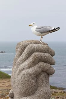 Images Dated 13th May 2013: Herring Gull - on Corbiere Memorial Sculpture