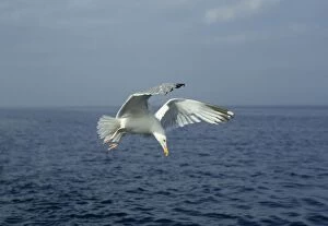 Images Dated 28th April 2006: Herring Gull - about to dive for food North Sea, UK BI005553