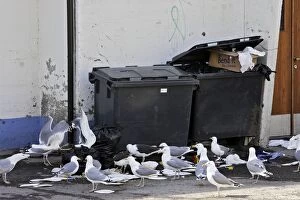 Herring Gull - around dustbin