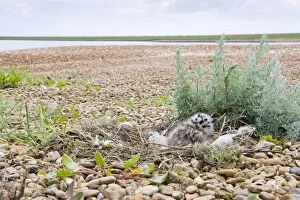 Images Dated 12th June 2008: Herring Gull - Egg and chick in nest on shingle, Suffolk, England, UK