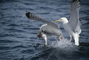 Argentatus Gallery: Herring Gull fighting over fish