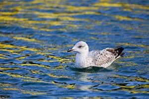 Argentatus Gallery: Herring Gull - First Winter Bird
