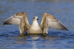 Images Dated 15th January 2012: Herring Gull - first winter bird