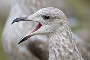Herring Gull - first winter bird - calling