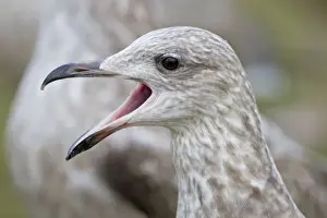 Call Prints: Herring Gull - first winter bird - calling - UK