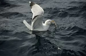 Herring Gull - With fish at sea