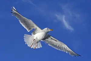 Herring Gull - in flight - Norway