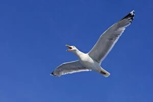 Images Dated 25th July 2008: Herring Gull - in flight - Norway