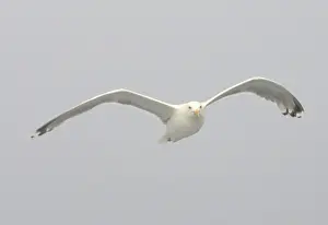 Herring Gull - in flight - Norway