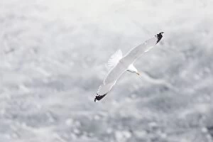 Herring Gull - In flight over sea