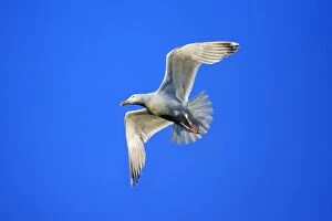 Images Dated 14th June 2008: Herring Gull - in flight, Texel, Holland