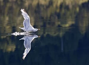 Herring Gull - in flight above water