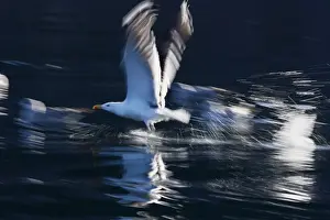 Herring Gull - in flight above water - Norway
