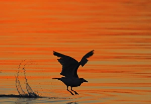 Images Dated 29th July 2008: Herring Gull - in flight above water - Norway