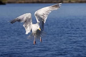 Images Dated 25th July 2008: Herring Gull - in flight above water - Norway