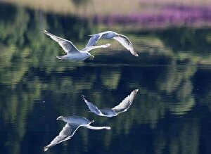 Herring Gull - in flight above water - with reflection