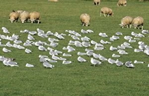 Herring GULL - Flock, adults resting