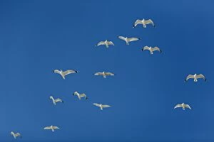 Argentatus Gallery: Herring Gull - flock in flight