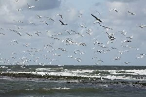 Herring Gull - flock in flight along the coast