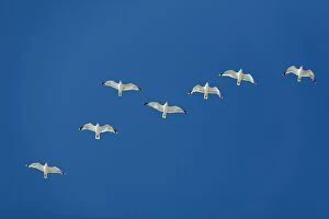 Images Dated 23rd August 2009: Herring Gull - flock in flight - Island of Texel - Holland
