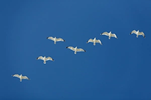 Images Dated 23rd August 2009: Herring Gull - flock in flight - Island of Texel - Holland