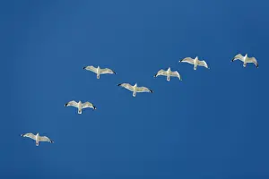 Gulls Prints: Herring Gull - flock in flight - Island of Texel - Holland