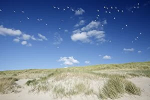 Herring Gull - flock in flight over sand dunes
