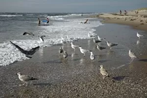 Herring Gull - flock searching for food on beach