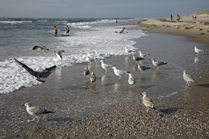 Images Dated 19th August 2009: Herring Gull - flock searching for food on beach - Island of Texel - Holland