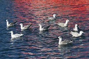 Argentatus Gallery: Herring Gull - flock in various stages of winter