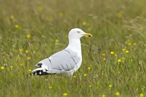 Argentatus Gallery: Herring Gull - in flower meadow