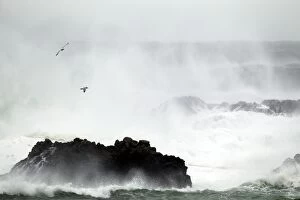 Argentatus Gallery: Herring Gull - flying over stormy sea