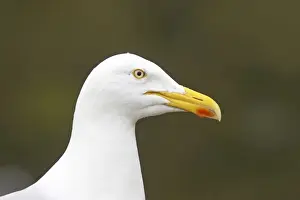 Gulls Prints: Herring Gull - Head Shot Fowlsheugh RSPB Reserve, Grampian, UK BI010094