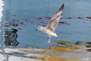 Herring Gull - immature bird in flight scavenging