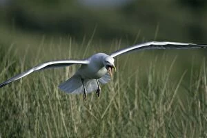 Herring Gull - landing at nest calling