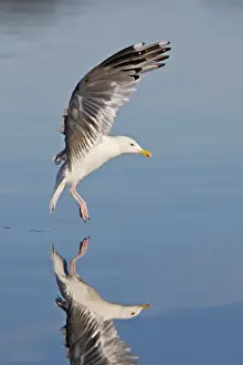 Herring Gull - landing on water - with reflection - Norway